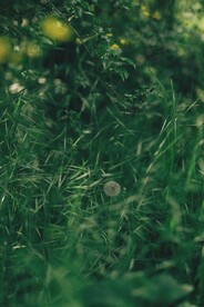 青草背景