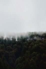 森林雾气