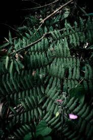 蕨类植物叶子背景