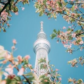 花卉中高塔