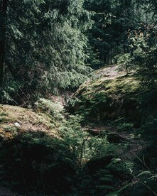 植物森林背景