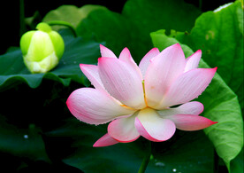 荷花 莲花 夏天 池塘 夏莲 