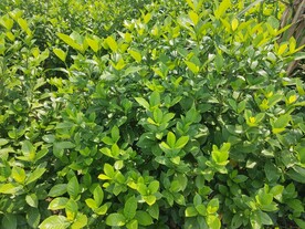 茉莉花