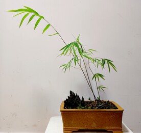 内门竹