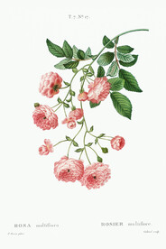 花卉