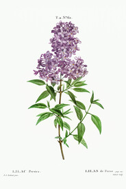 花卉