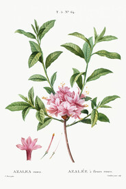 花卉
