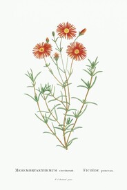 花卉
