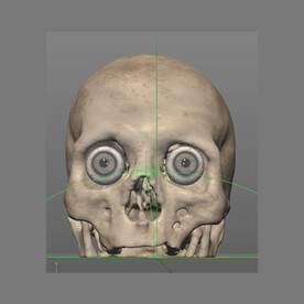 c4d模型头骨头带眼珠骨骼