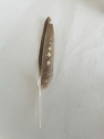 鹦鹉羽毛
