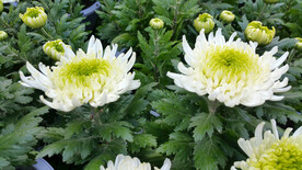 秋天绽放的白色菊花花朵