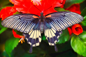 蝴蝶