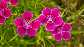石竹花