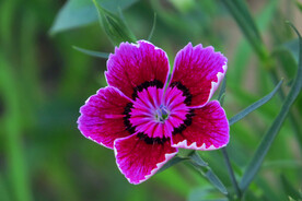 石竹花 