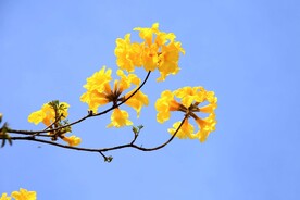 黄风铃 黄花风铃