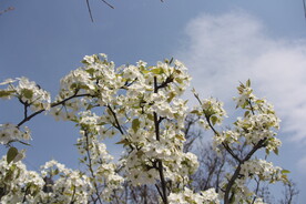 梨花