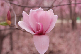 辛夷花 玉兰花
