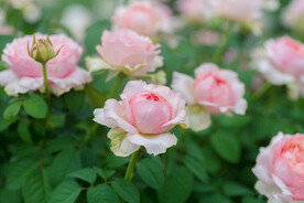 月季花