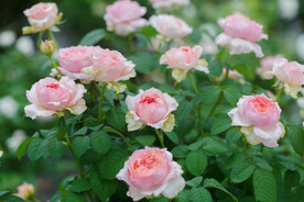 月季花