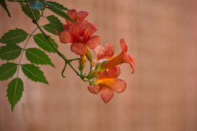 凌霄花