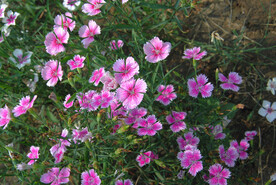 石竹花