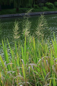 园林花草