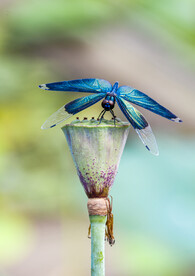 蜻蜓