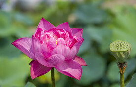 荷花莲蓬高清大图