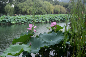杭州西湖景色
