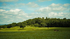 草原风景图