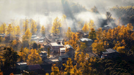 杨树林
