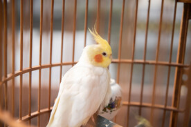白玄凤鹦鹉