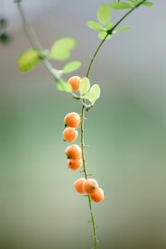 假连翘 果实