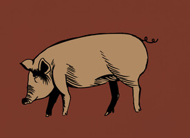 复古风猪插画