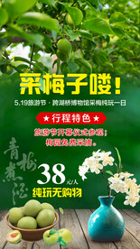 采摘梅子