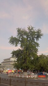 银杏树