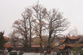 银杏古树