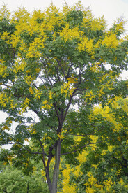 栾树
