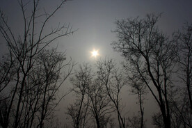 太阳 树