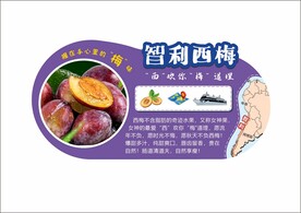 智利西梅文宣