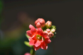 长寿花
