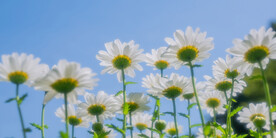 大滨菊