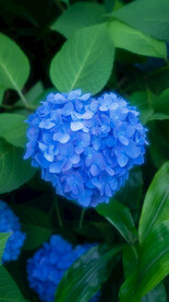 绣球花