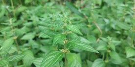 糯米草图片
