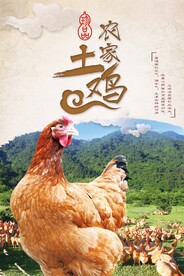 农家土鸡
