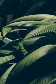 绿叶深色背景