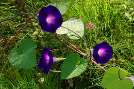 园林花草 