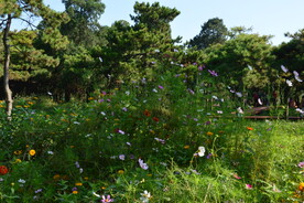 园林花草  