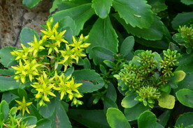 园林花草 