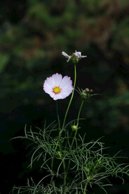 园林花草  